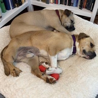 Little Foot, a ADOPTABLE Mixed Breed in Athens, GA image 2/5