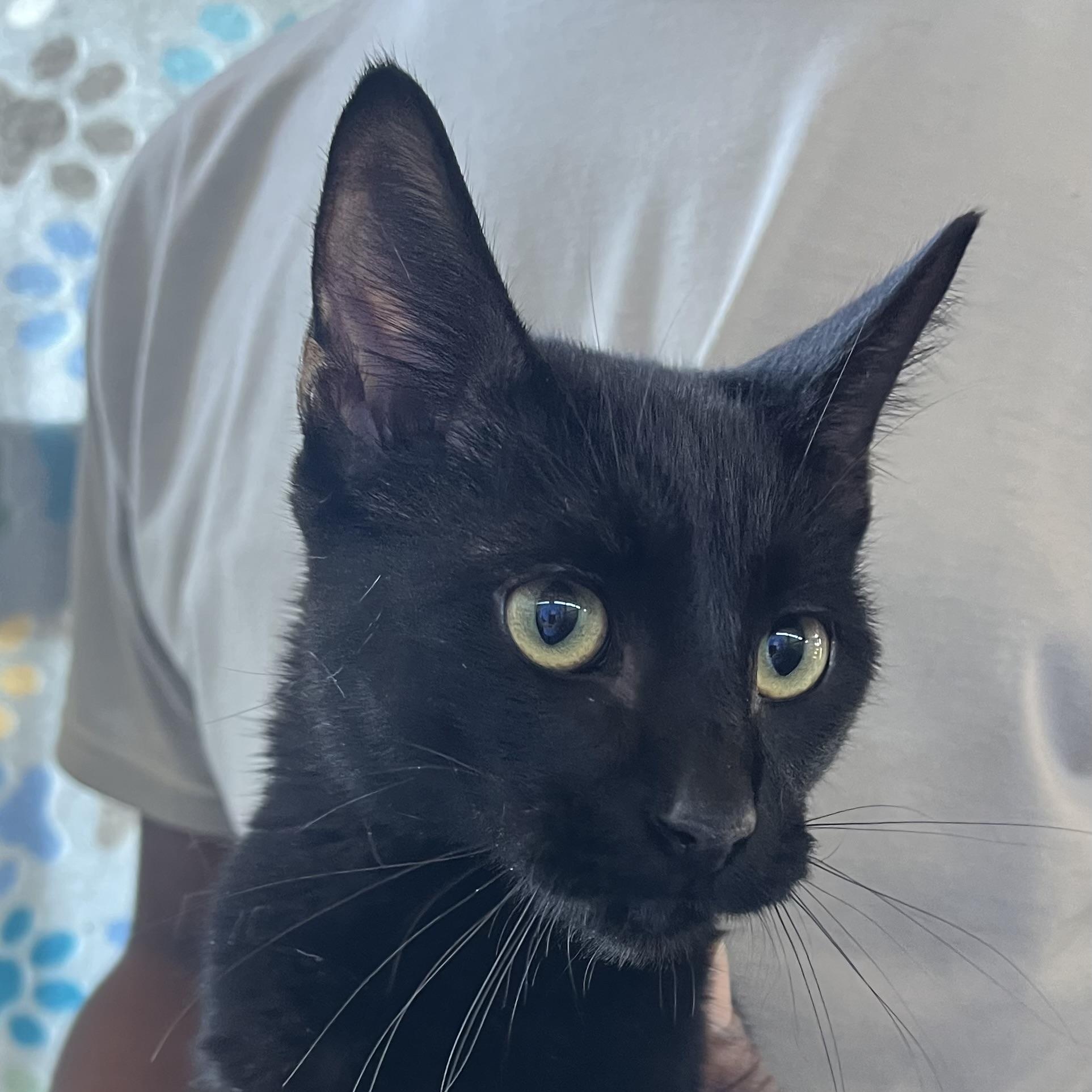 Ornament - Local Jan 11, adoptable, Kitten Male Domestic Short Hair.