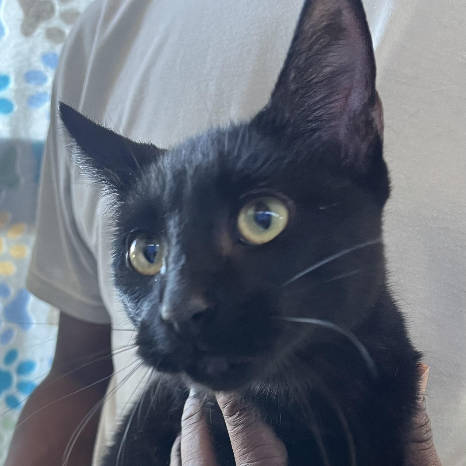 Enlarge Ornament - Local Jan 11, an adoptable mixed breed in Westerly, RI image 5/6