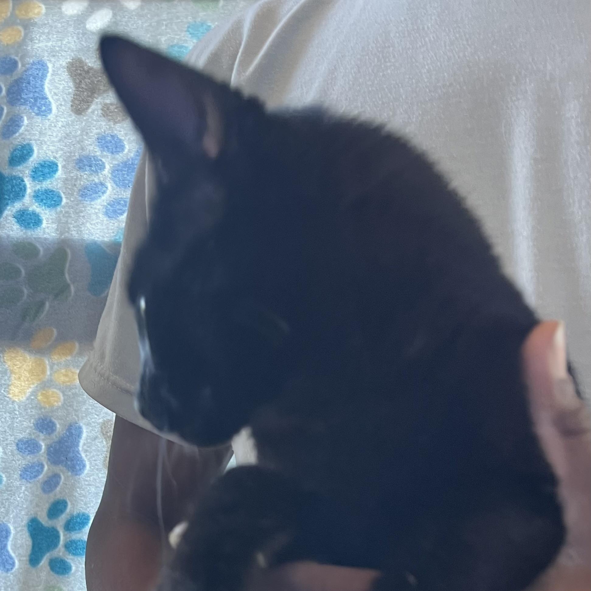 Enlarge Ornament - Local Jan 11, an adoptable mixed breed in Westerly, RI image 6/6