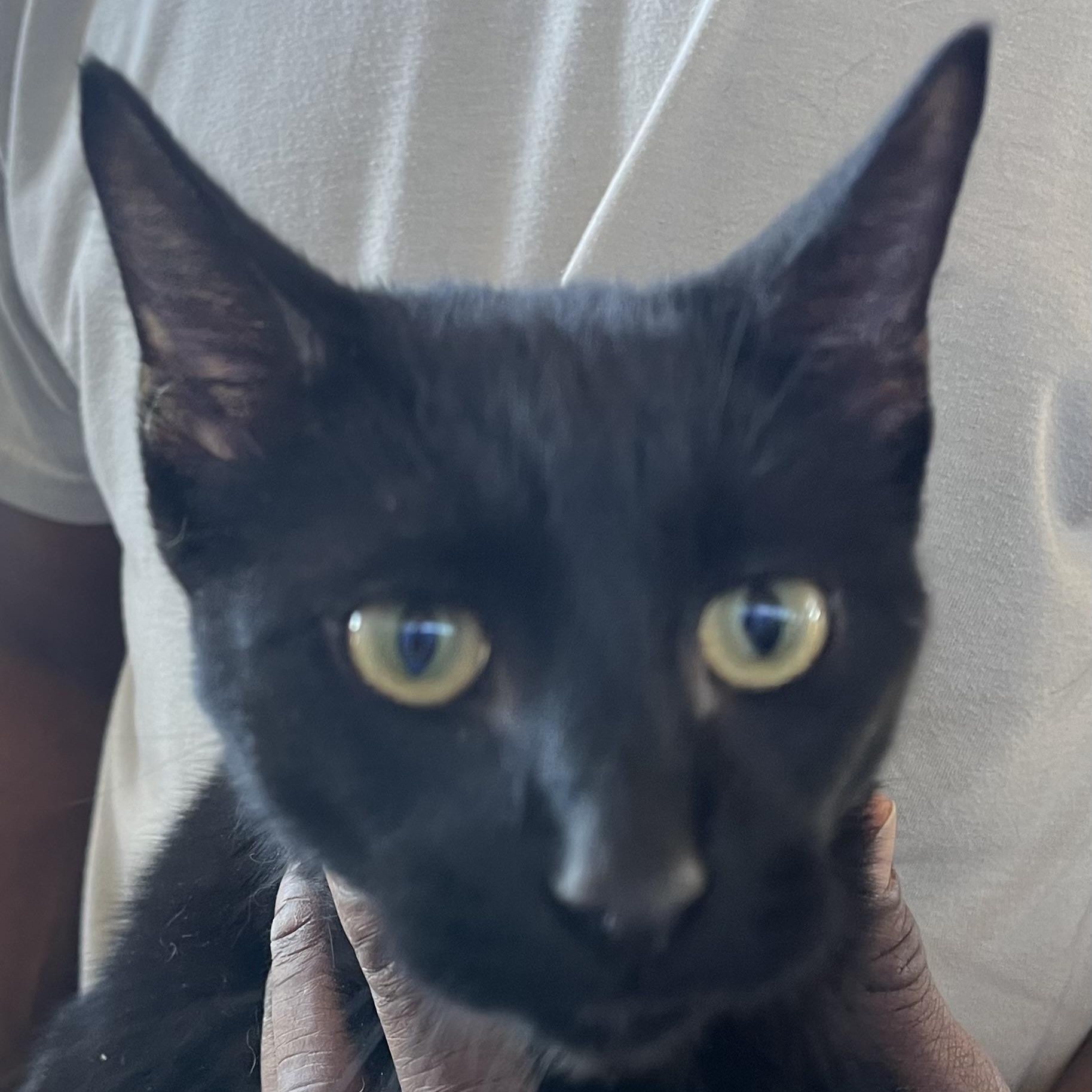 Enlarge Ornament - Local Jan 11, an adoptable mixed breed in Westerly, RI image 2/6