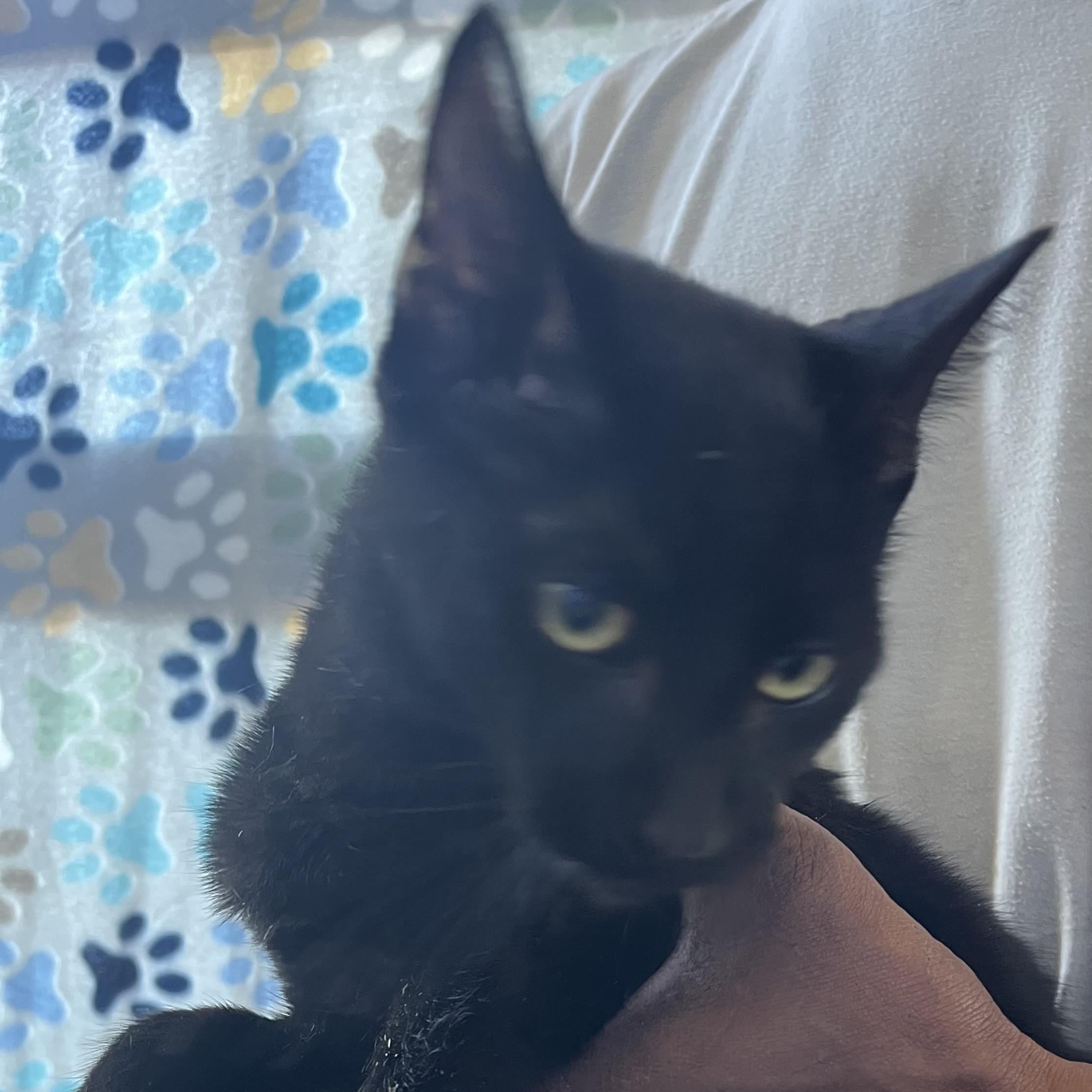 Enlarge Ornament - Local Jan 11, an adoptable mixed breed in Westerly, RI image 4/6