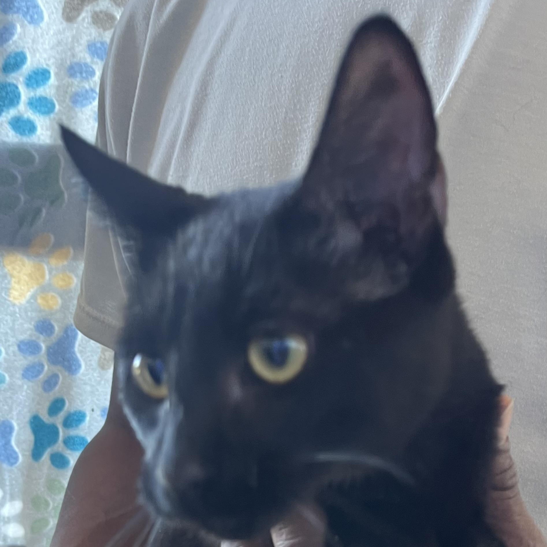 Enlarge Ornament - Local Jan 11, an adoptable mixed breed in Westerly, RI image 3/6