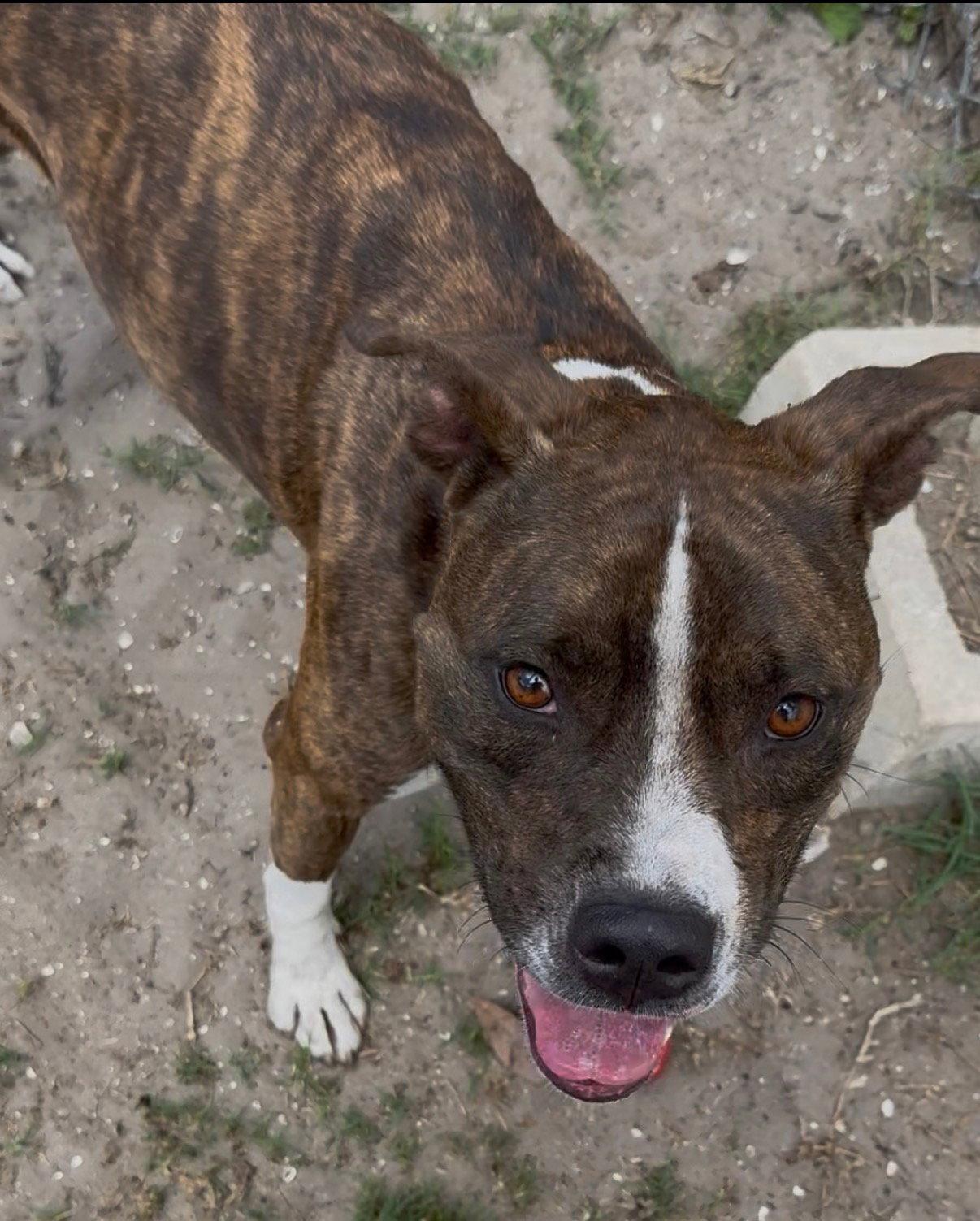 Cooper, Adoptable, Adult Male Terrier & Boxer.