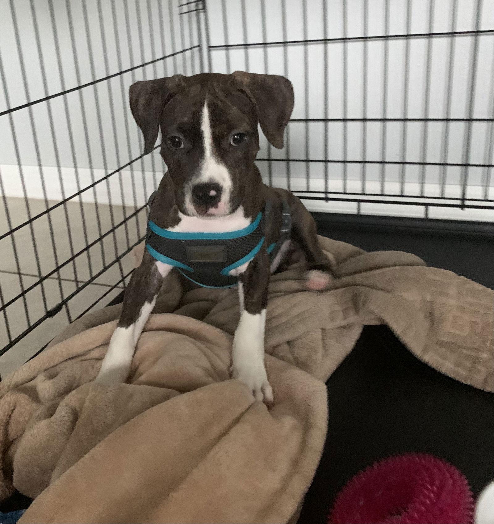 Cooper FKA  Peeta, Adoptable, Adult Male Terrier.