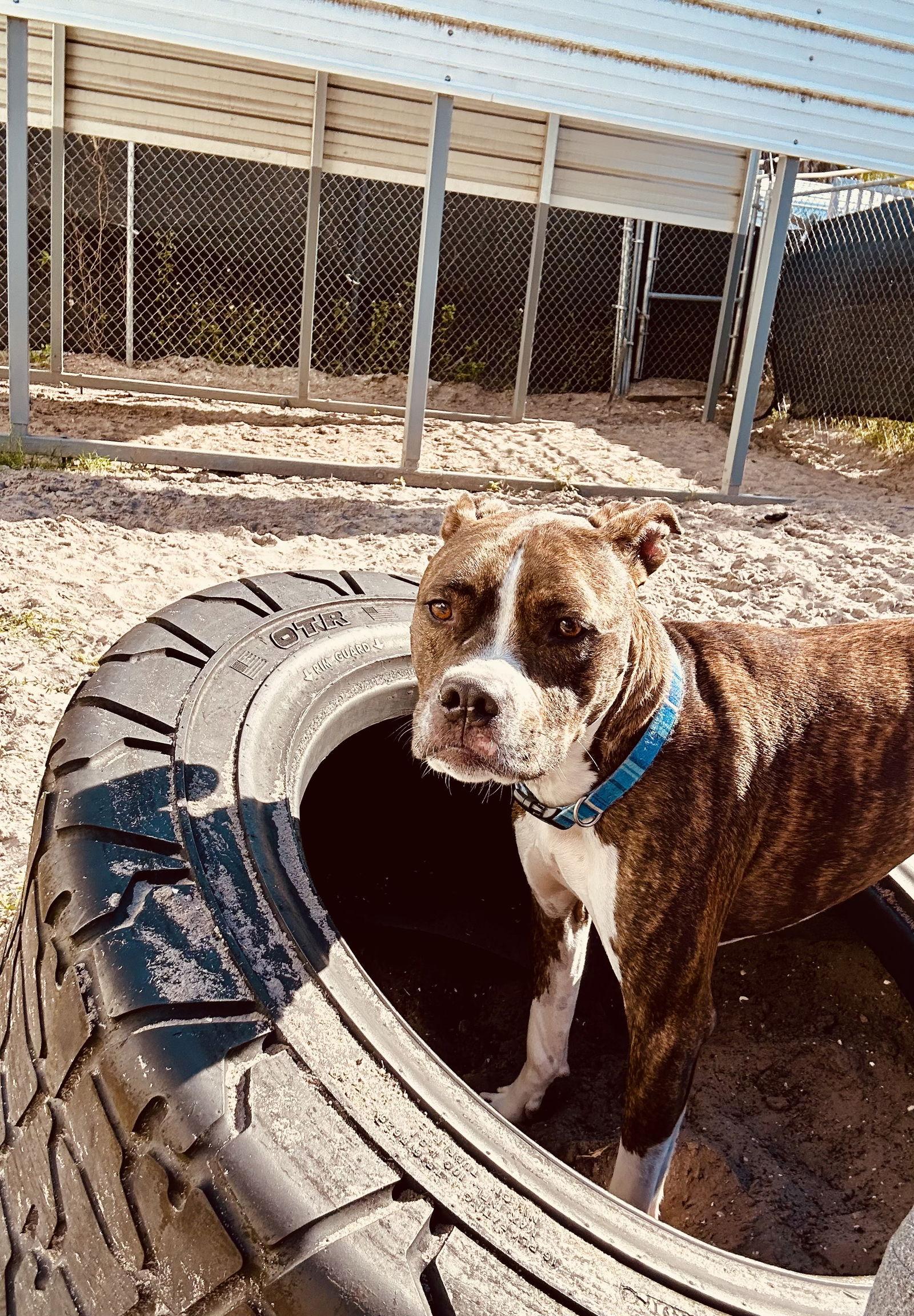 Cooper, a Adoptable Terrier in Sanford, FL image 2/3