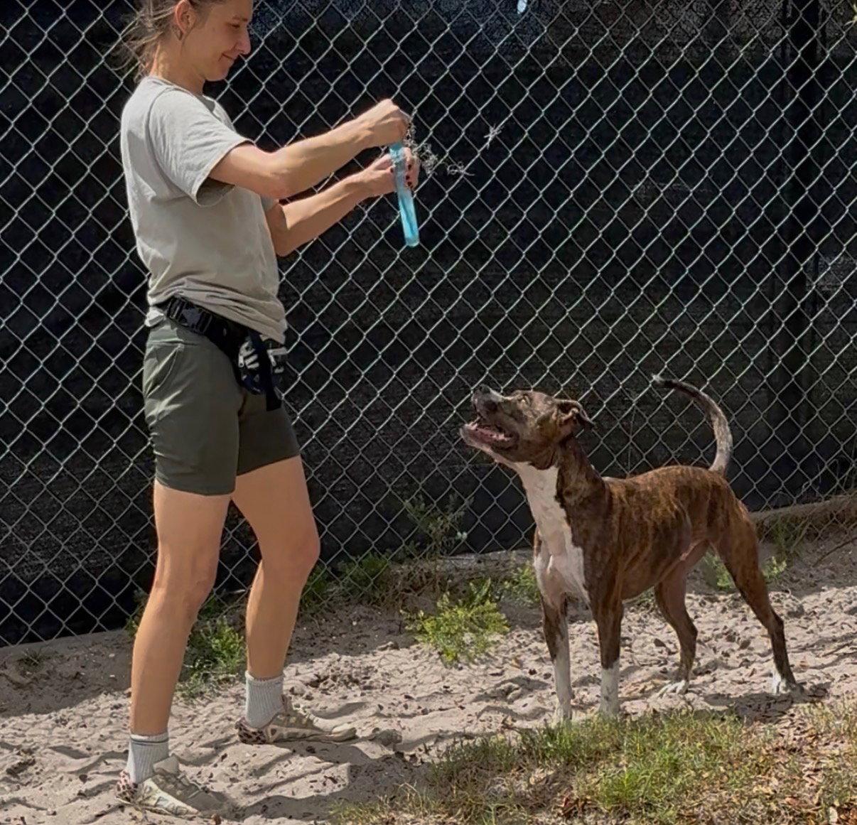 Enlarge Cooper, a Adoptable mixed breed in Sanford, FL image 2/3