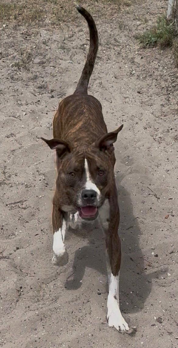 Enlarge Cooper, a Adoptable mixed breed in Sanford, FL image 3/3