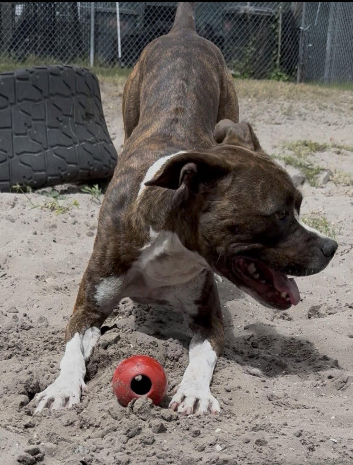 Enlarge Cooper, a Adoptable mixed breed in Sanford, FL image 3/3