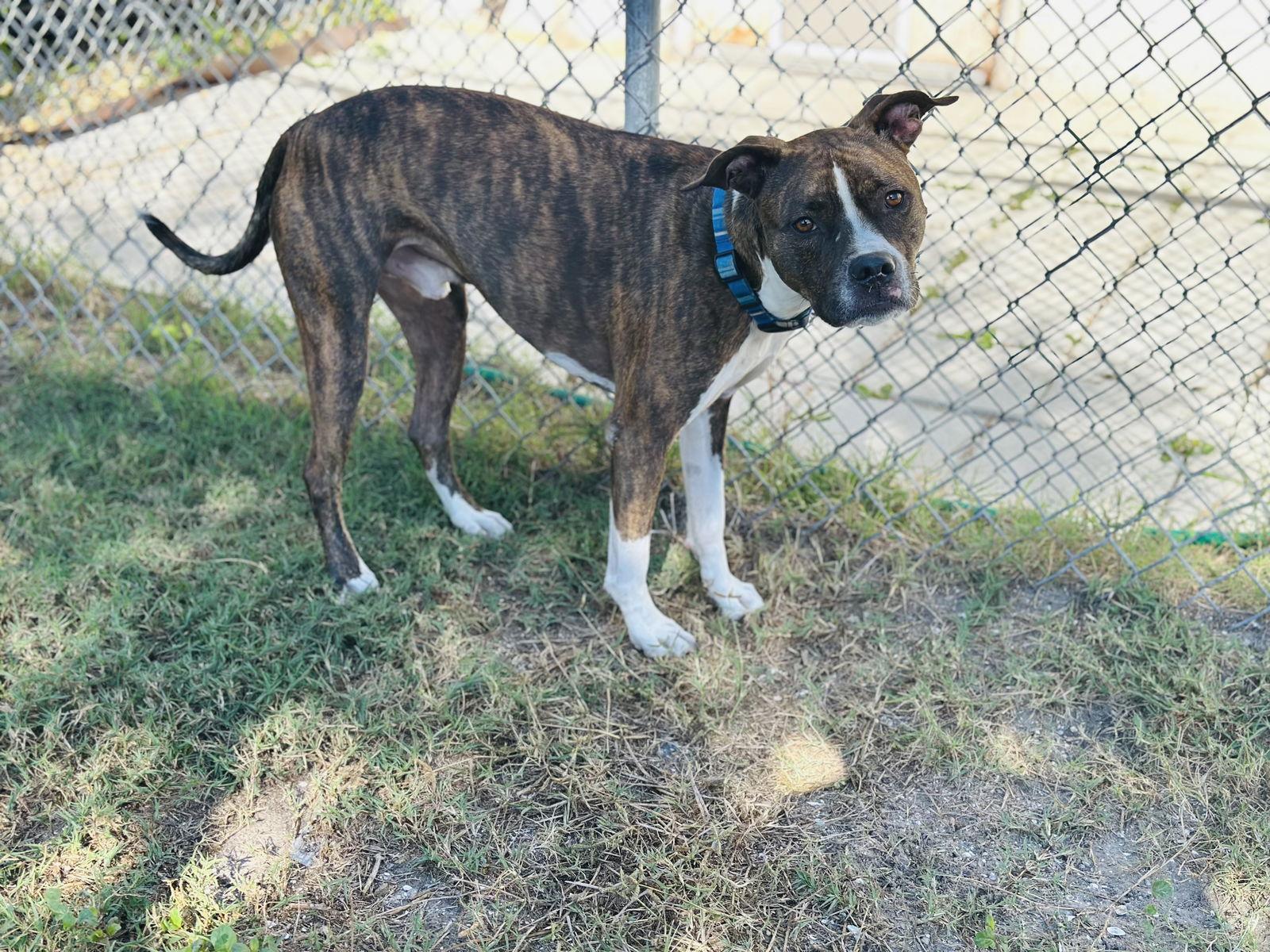 Cooper, a Adoptable Terrier in Sanford, FL image 3/3