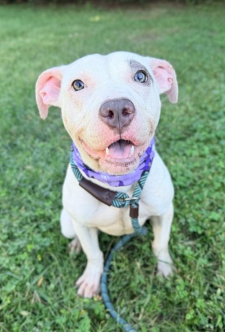 Enlarge FOSTER URGENTLY NEEDED, a Adoptable mixed breed in Hedgesville, WV image 1/1