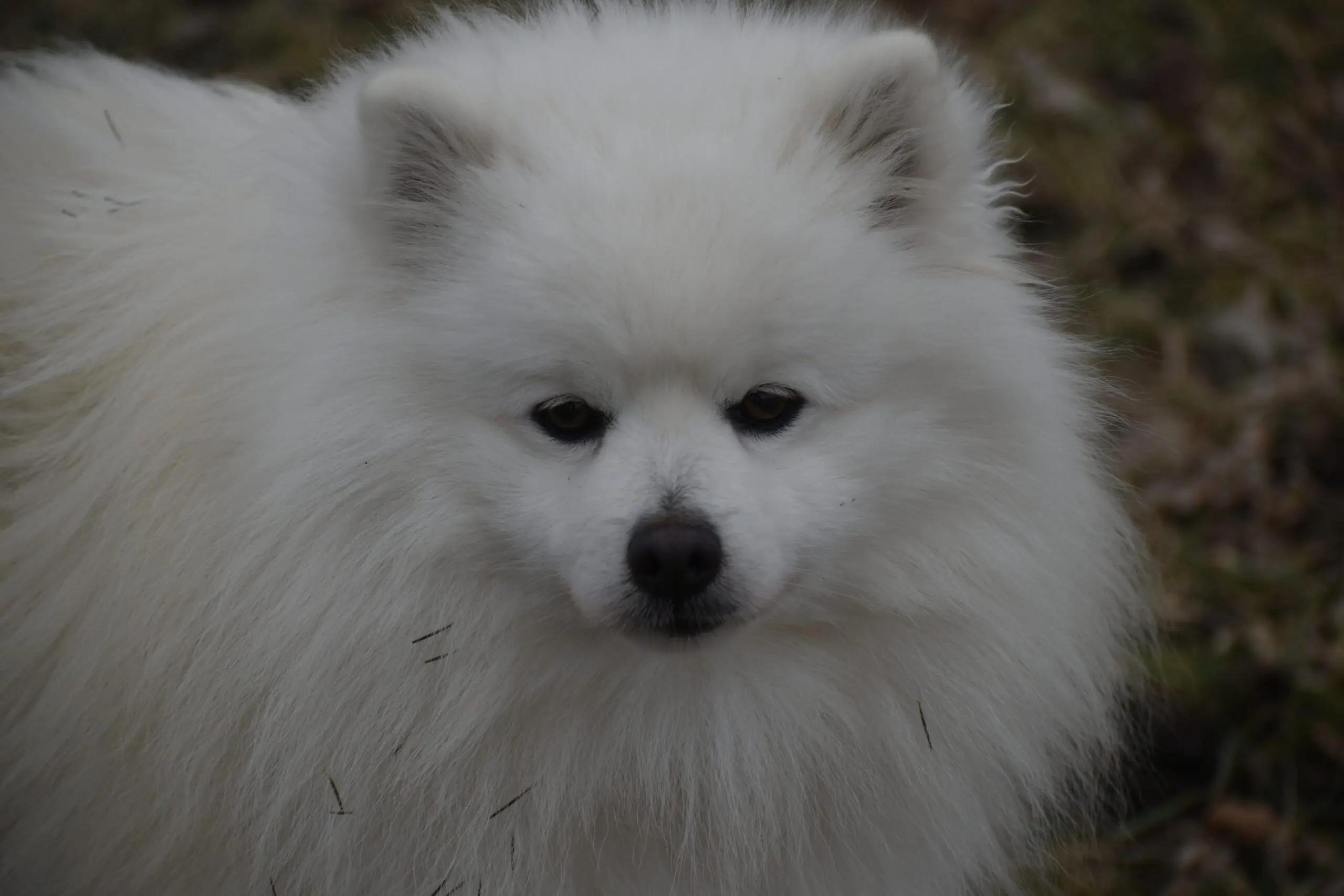 Jedidiah thumbnail 2