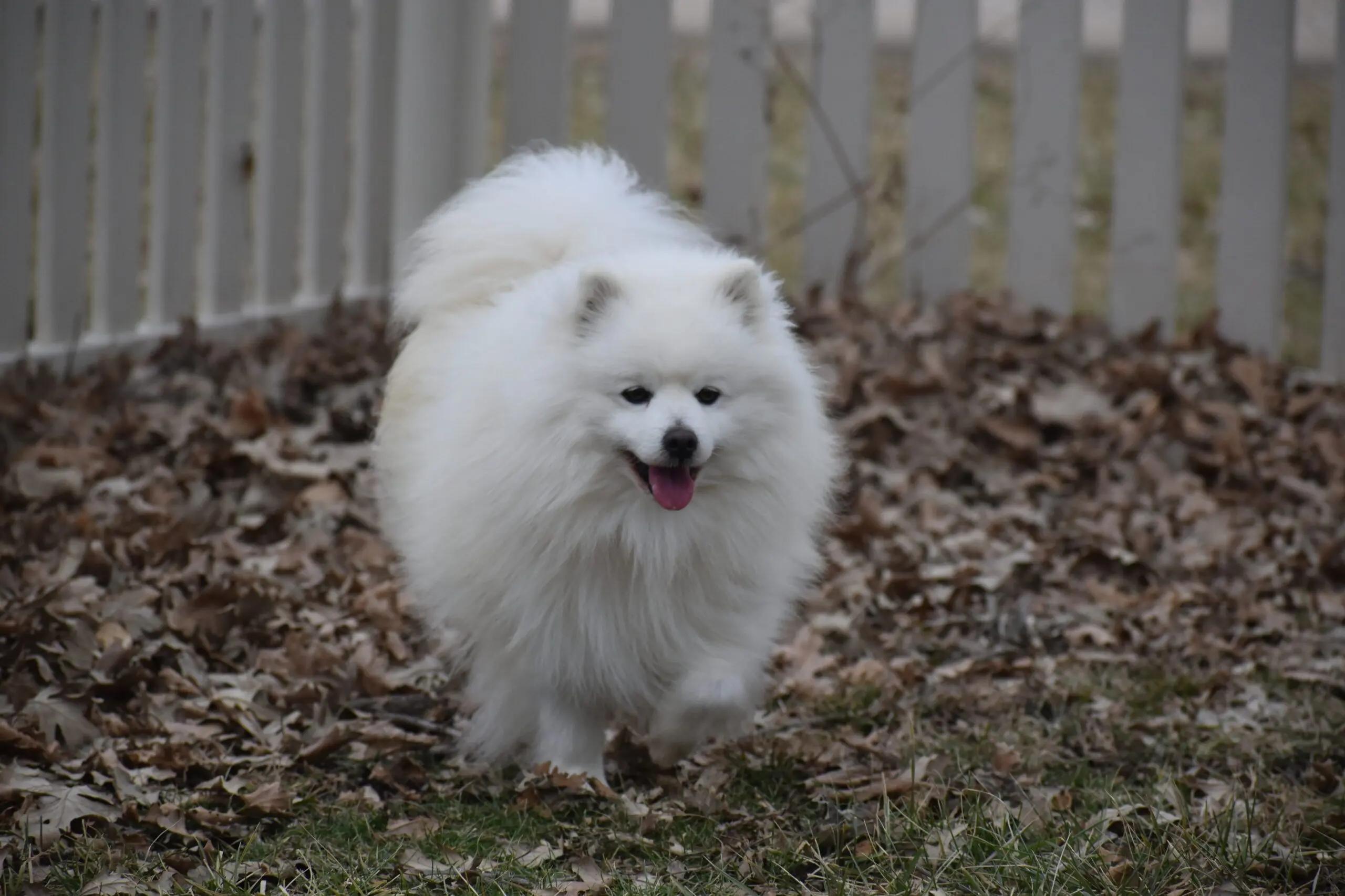 Jedidiah thumbnail 3