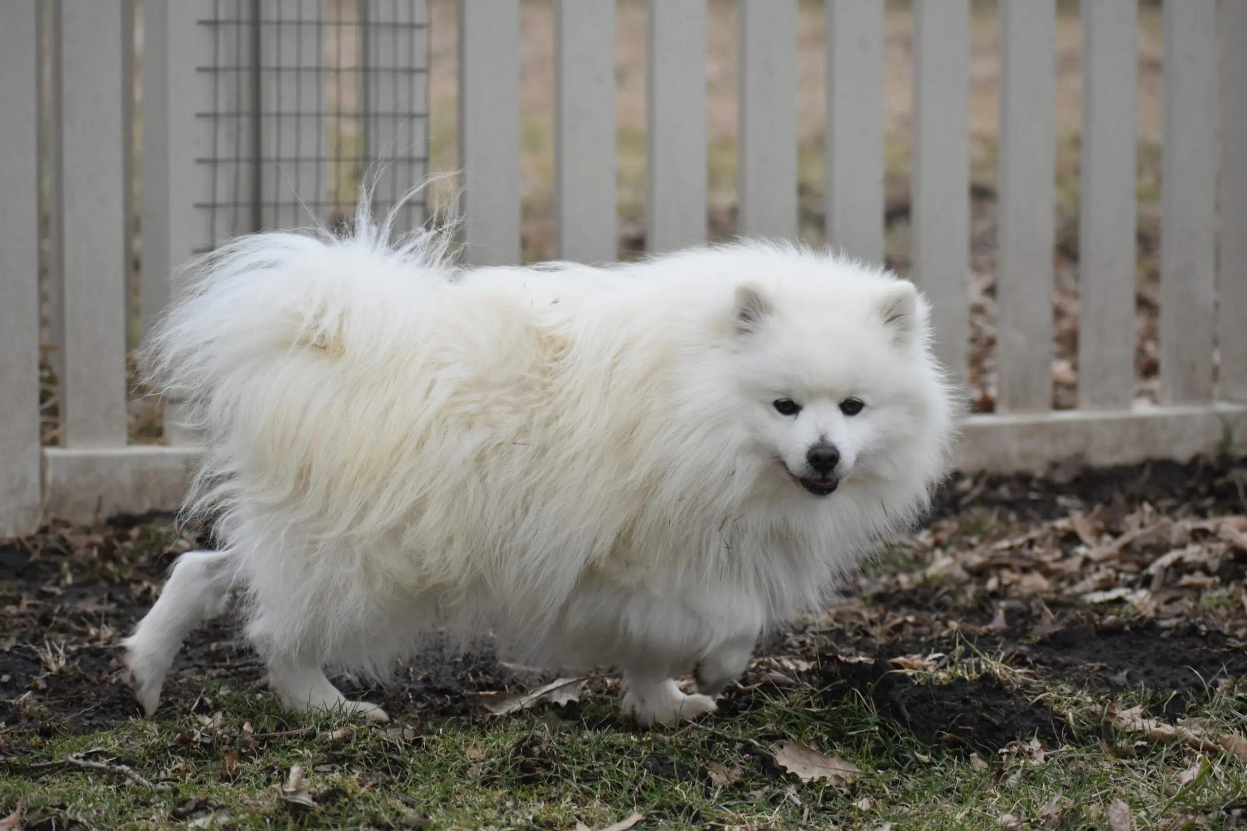 Jedidiah thumbnail 6