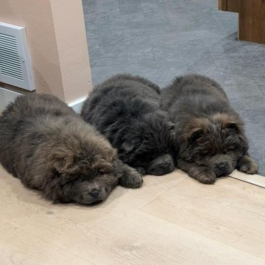 Enlarge Rolie, a Adoptable Chow Chow in Fargo, ND image 2/5