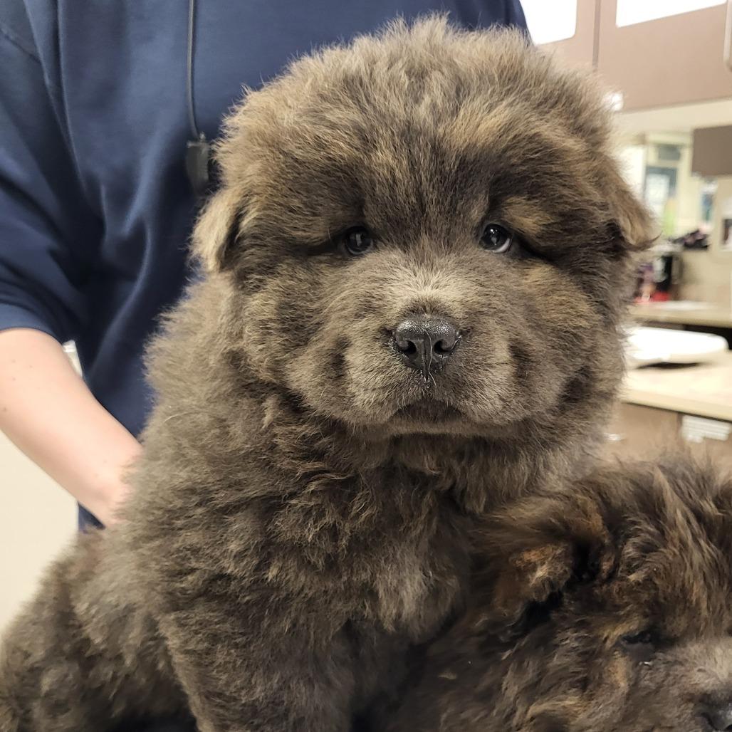Enlarge Rolie, a Adoptable Chow Chow in Fargo, ND image 3/5