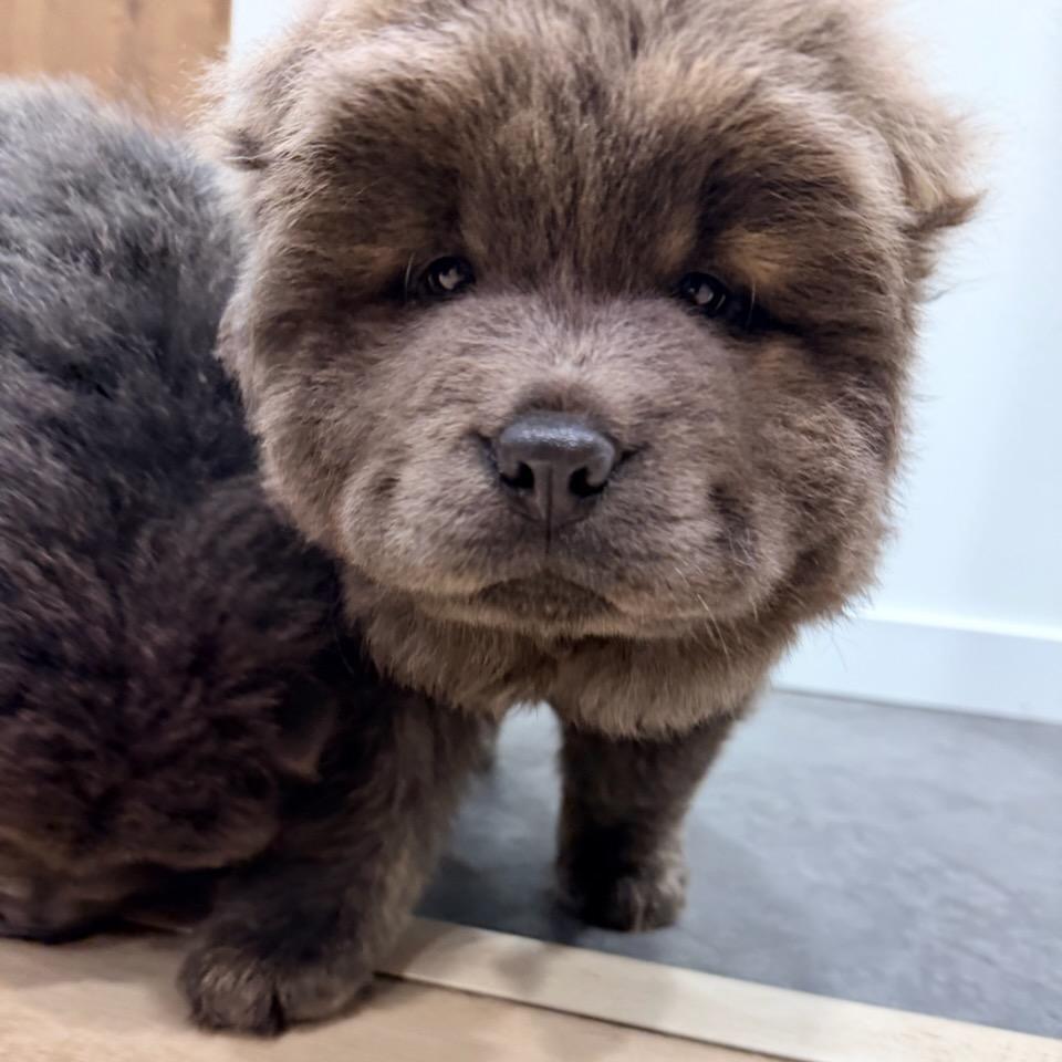 Rolie, Adoptable, Puppy Female Chow Chow.