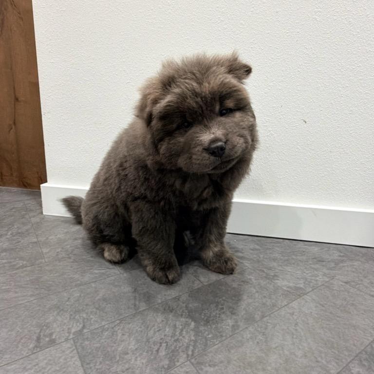 Enlarge Rolie, a Adoptable Chow Chow in Fargo, ND image 5/5