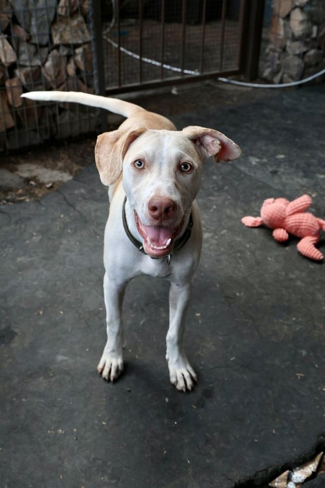 Clay, Adoptable, Puppy Male Labrador Retriever.
