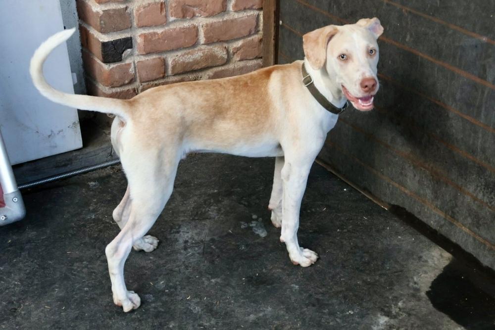 Enlarge Clay, a Adoptable mixed breed in TUCSON, AZ image 2/6
