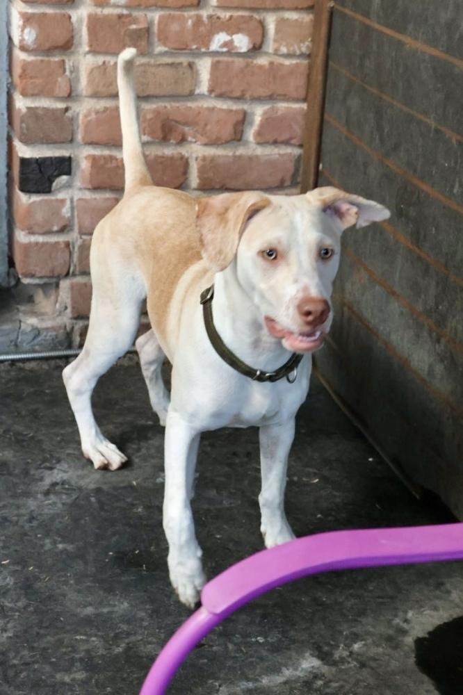 Enlarge Clay, a Adoptable mixed breed in TUCSON, AZ image 3/6