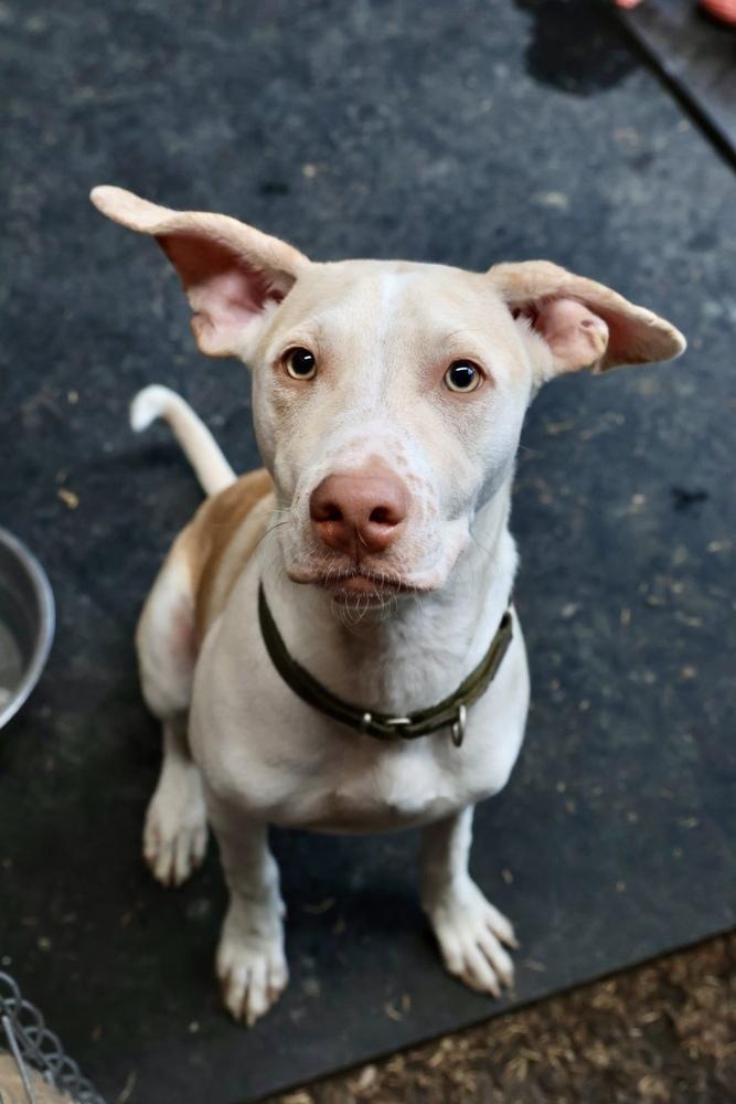 Enlarge Clay, a Adoptable mixed breed in TUCSON, AZ image 4/6