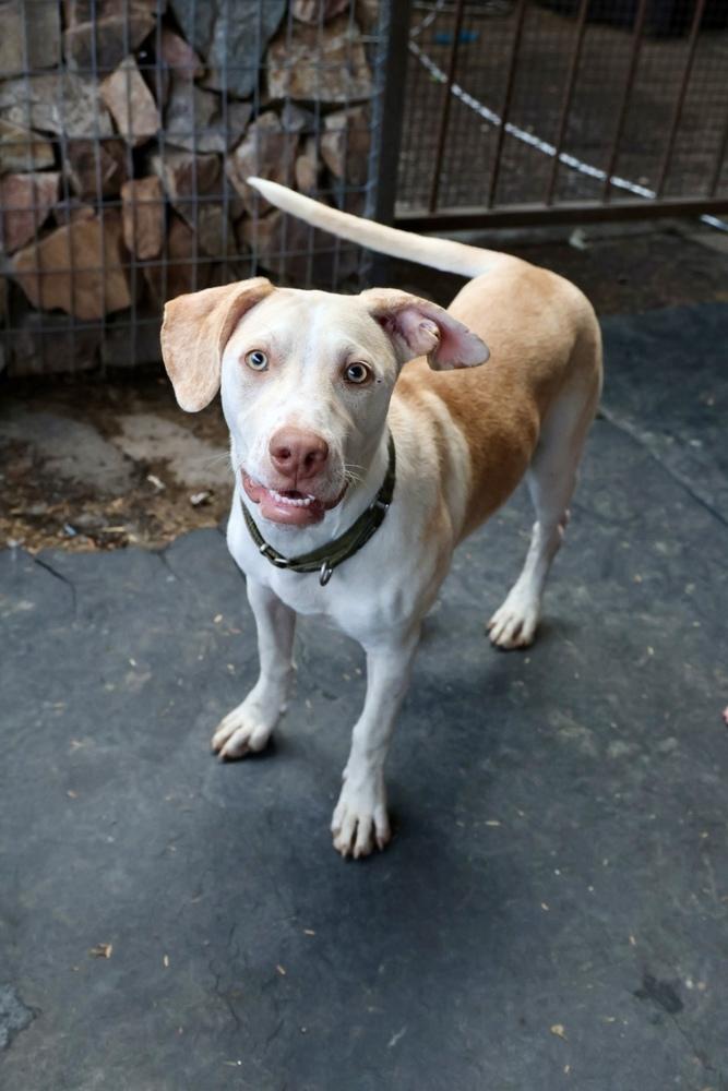 Enlarge Clay, a Adoptable mixed breed in TUCSON, AZ image 5/6