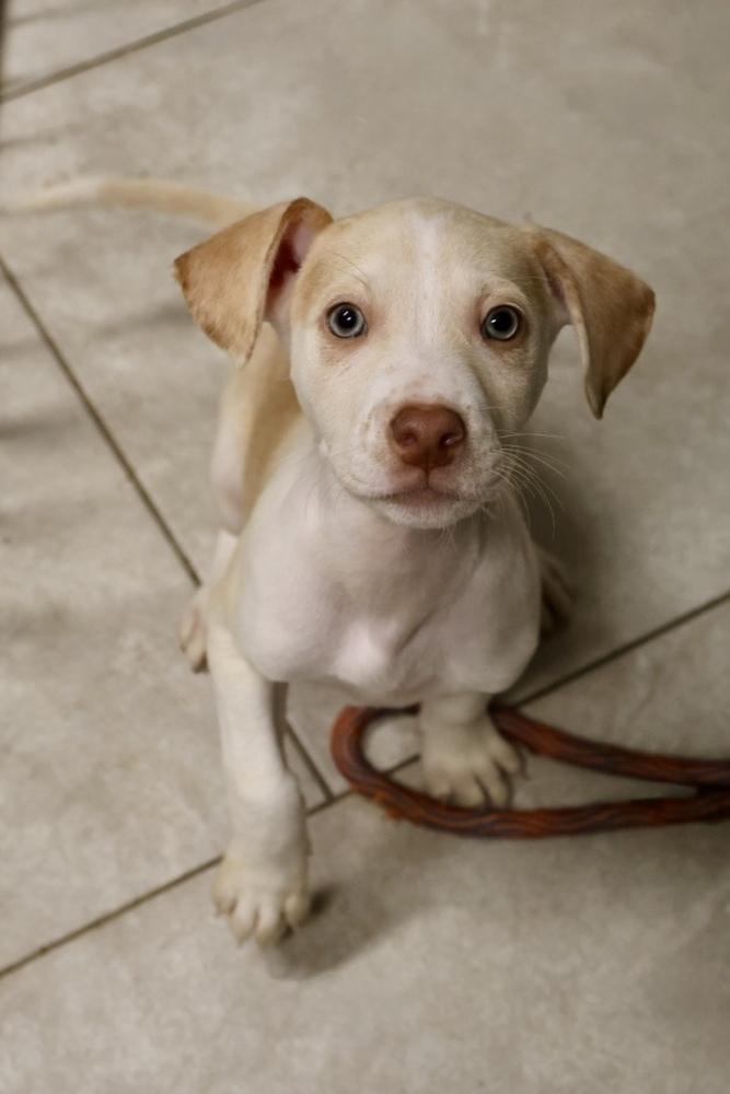 Enlarge Clay, a Adoptable mixed breed in TUCSON, AZ image 6/6