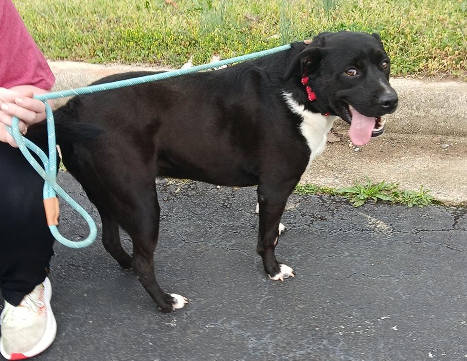 Enlarge Bear, a Adoptable mixed breed in Lonsdale, AR image 3/6