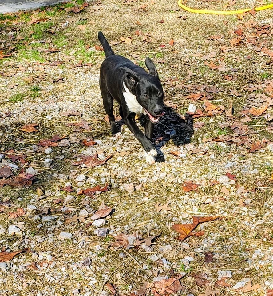 Enlarge Bear, a Adoptable mixed breed in Lonsdale, AR image 4/6