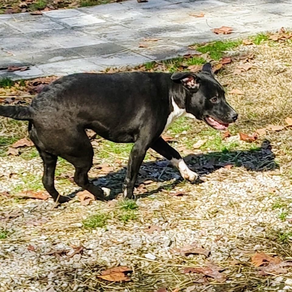 Enlarge Bear, a Adoptable mixed breed in Lonsdale, AR image 5/6