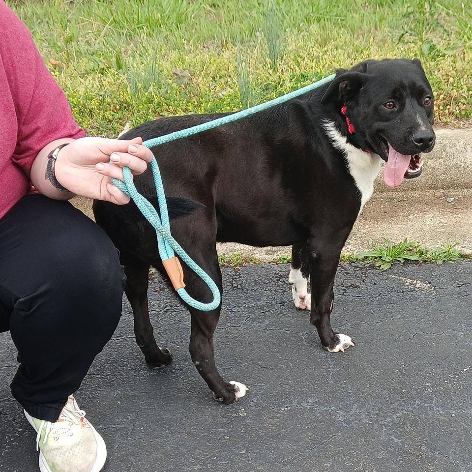 Enlarge Bear, a Adoptable mixed breed in Lonsdale, AR image 2/6