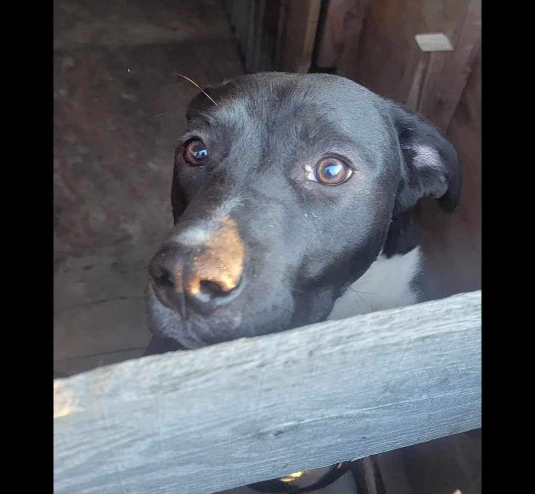 Enlarge Bear, a Adoptable mixed breed in Lonsdale, AR image 6/6