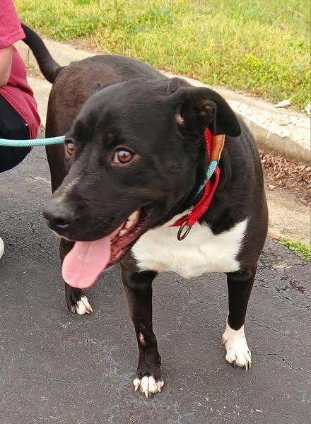 Bear, Adoptable, Adult Male Labrador Retriever & Pit Bull Terrier.