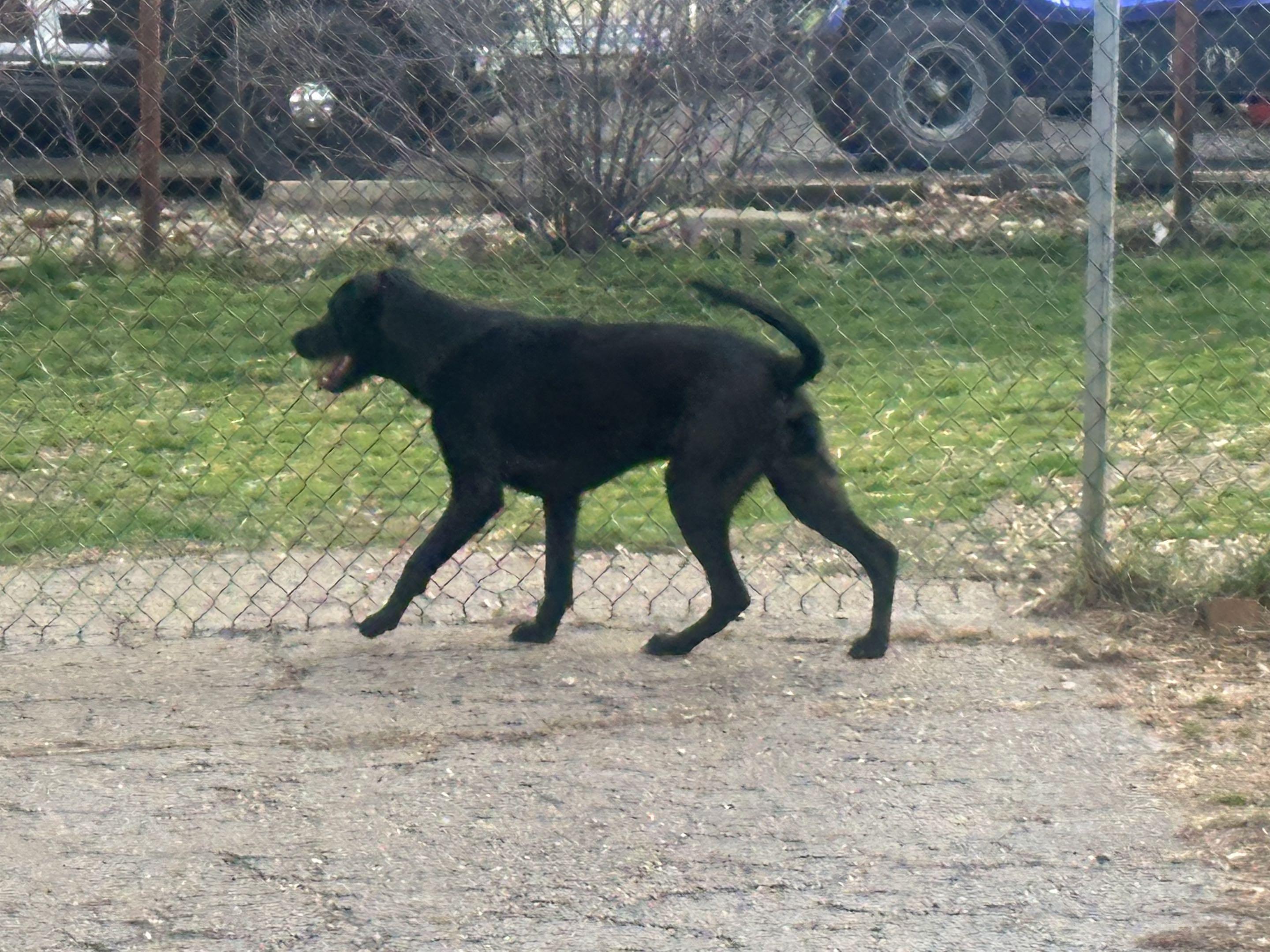 Enlarge Zeus, a ADOPTABLE mixed breed in North Canton, OH image 1/2