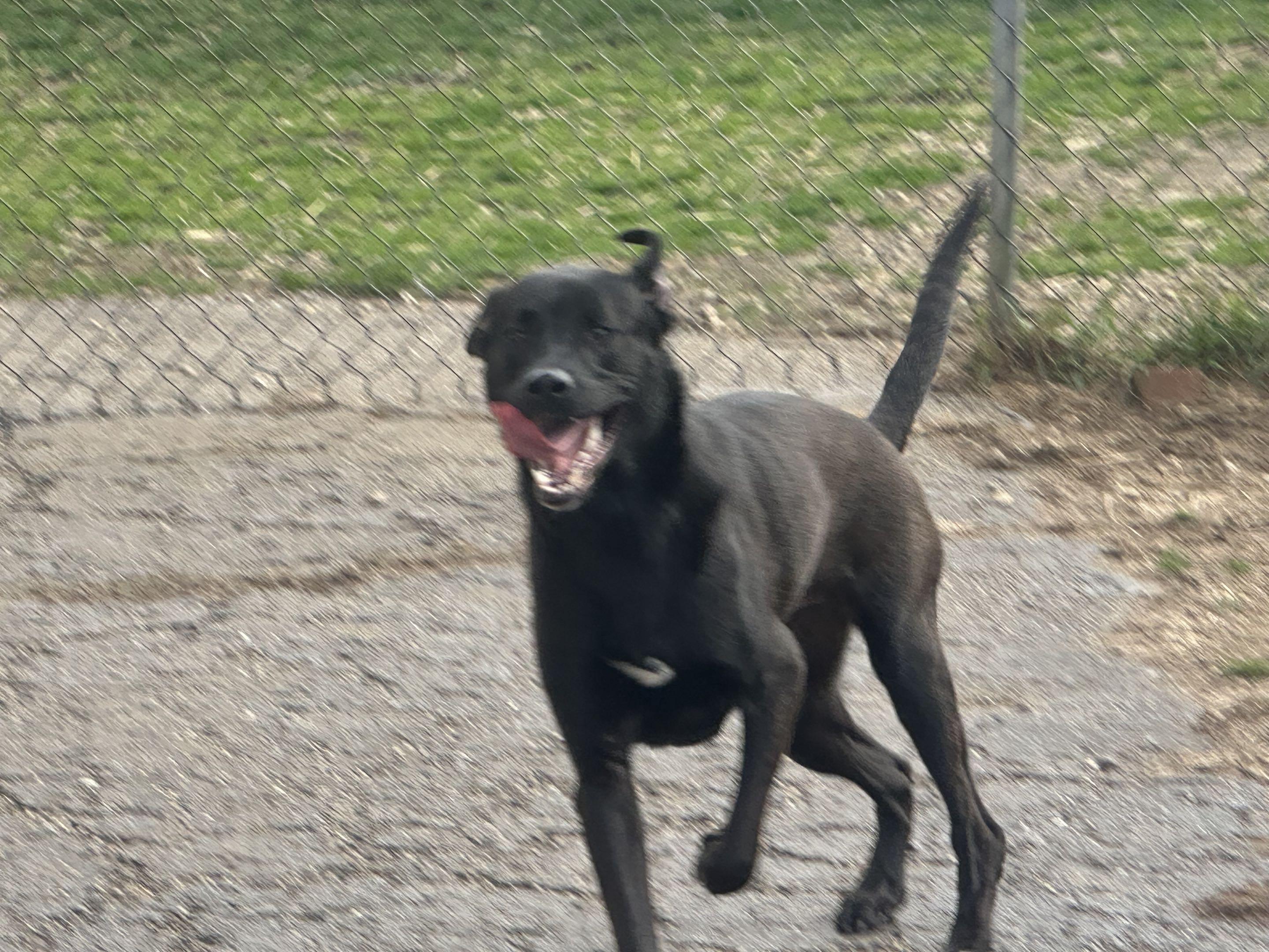 Enlarge Zeus, a ADOPTABLE mixed breed in North Canton, OH image 2/2