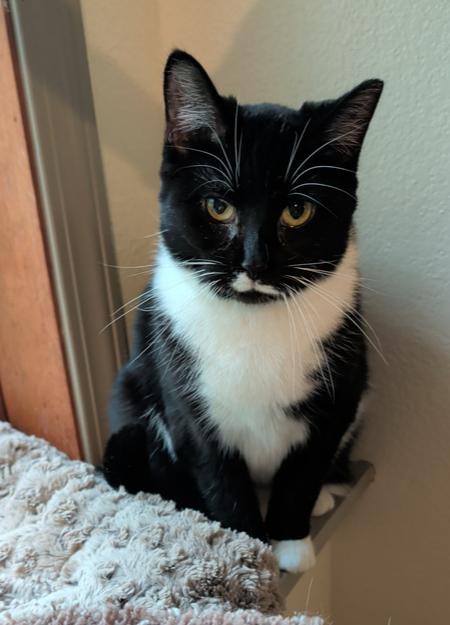 Enlarge Carbon Copy, a Adoptable mixed breed in Westfield, WI image 1/1