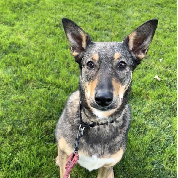 Nellie, Adoptable, Young Female German Shepherd Dog.