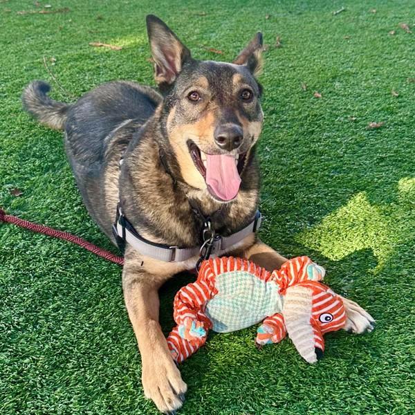 Enlarge Nellie, a Adoptable mixed breed in Walnut Creek, CA image 2/6
