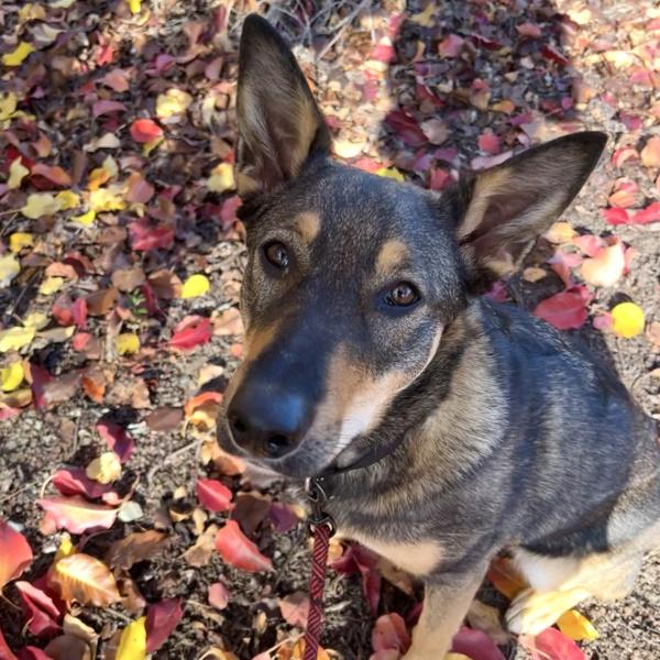Enlarge Nellie, a Adoptable mixed breed in Walnut Creek, CA image 5/6