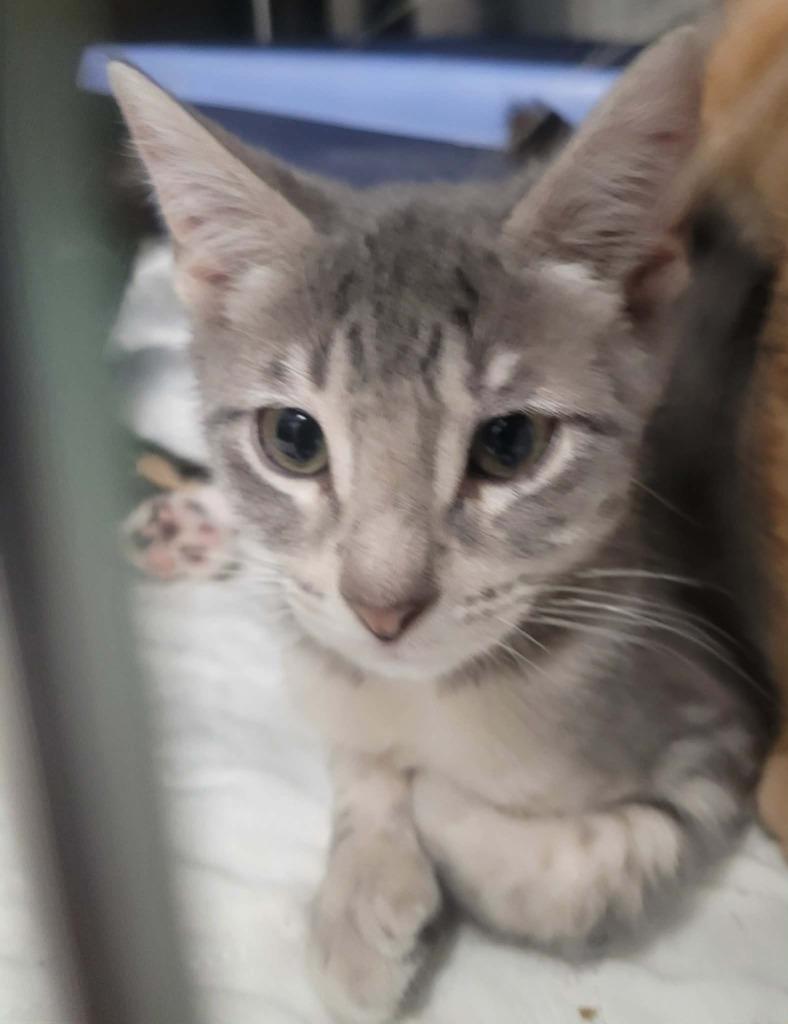 Ice-Box, Adoptable, Kitten Female Domestic Short Hair.