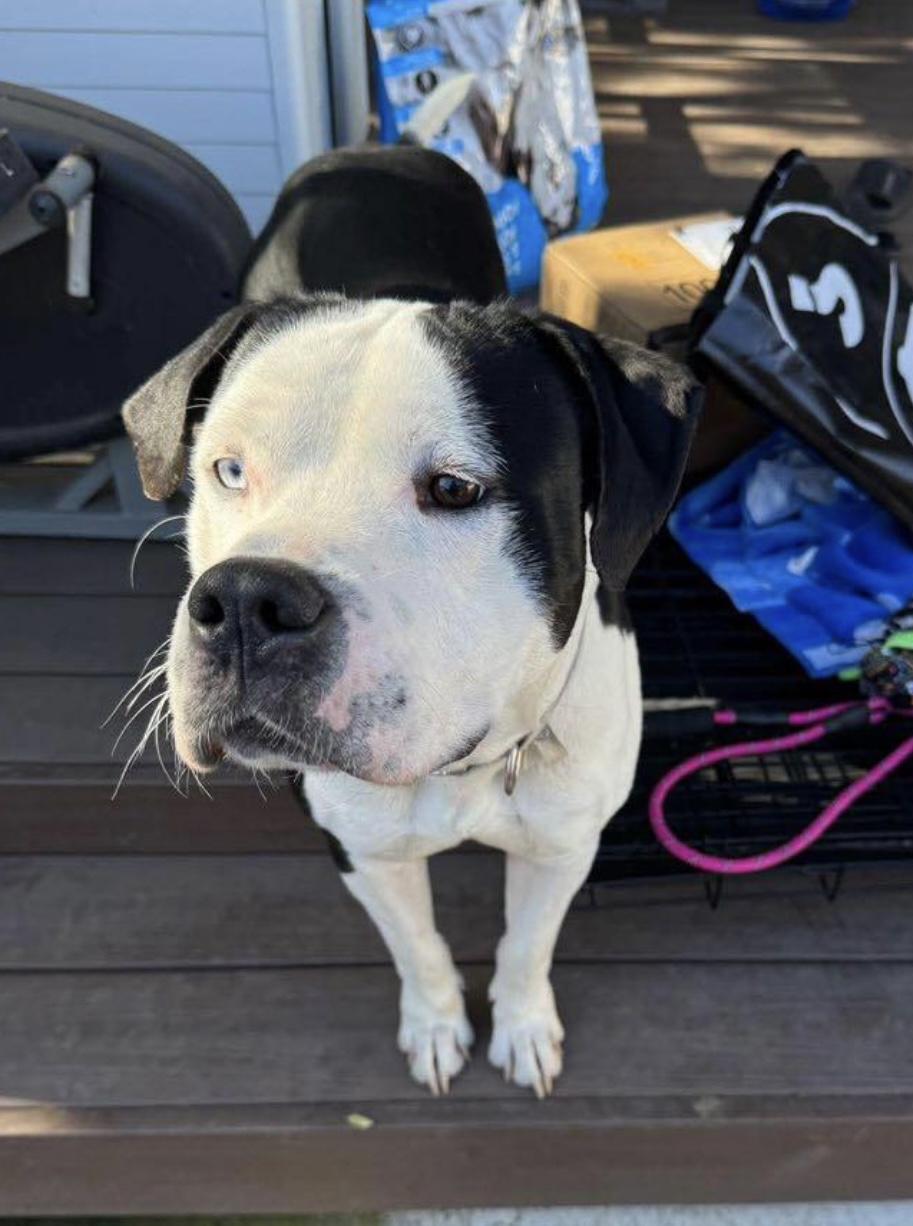 Lucky, a Adoptable Pit Bull Terrier in Rancho Cucamonga, CA image 2/5