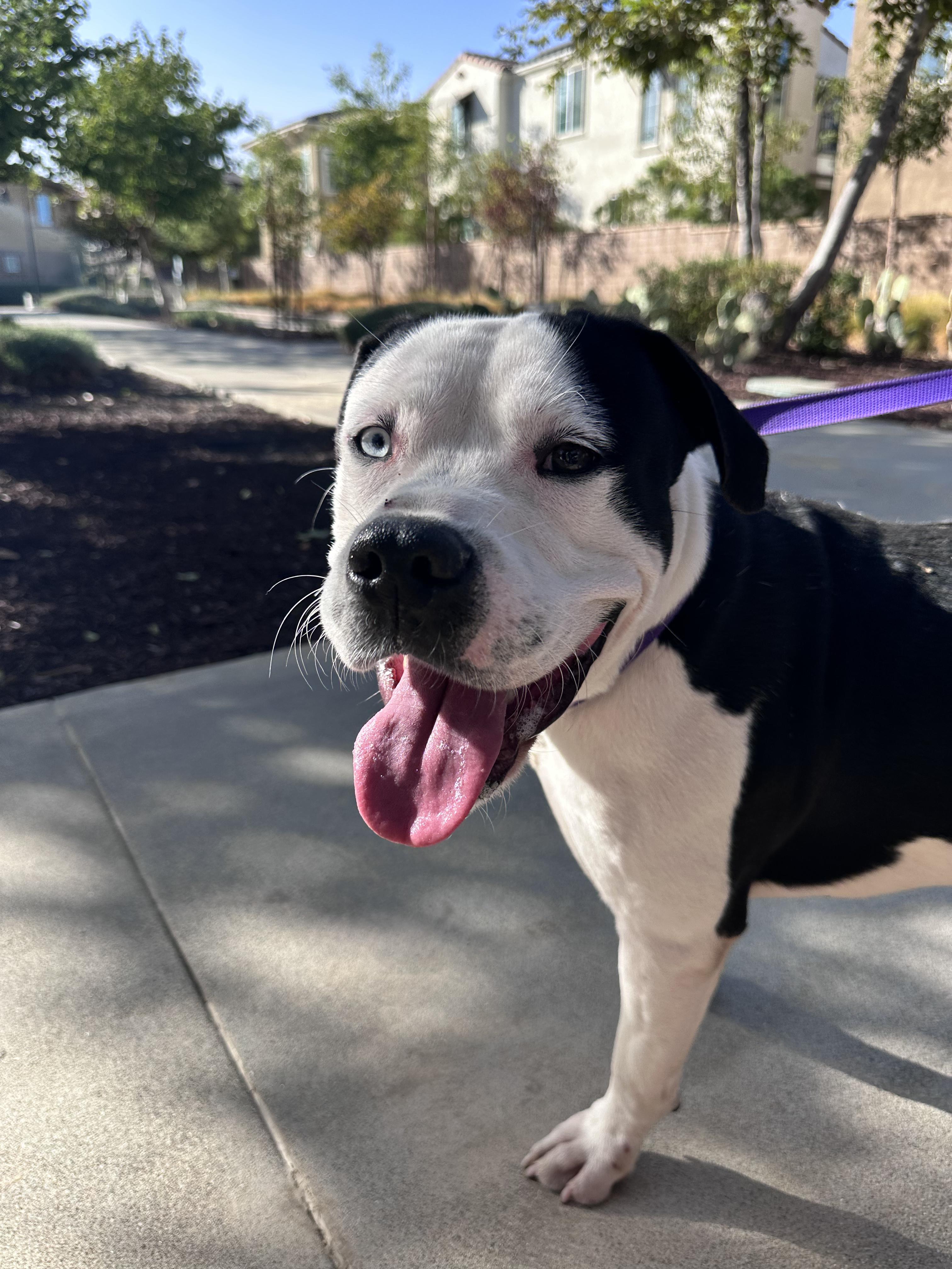 Lucky, a Adoptable Pit Bull Terrier in Rancho Cucamonga, CA image 3/5