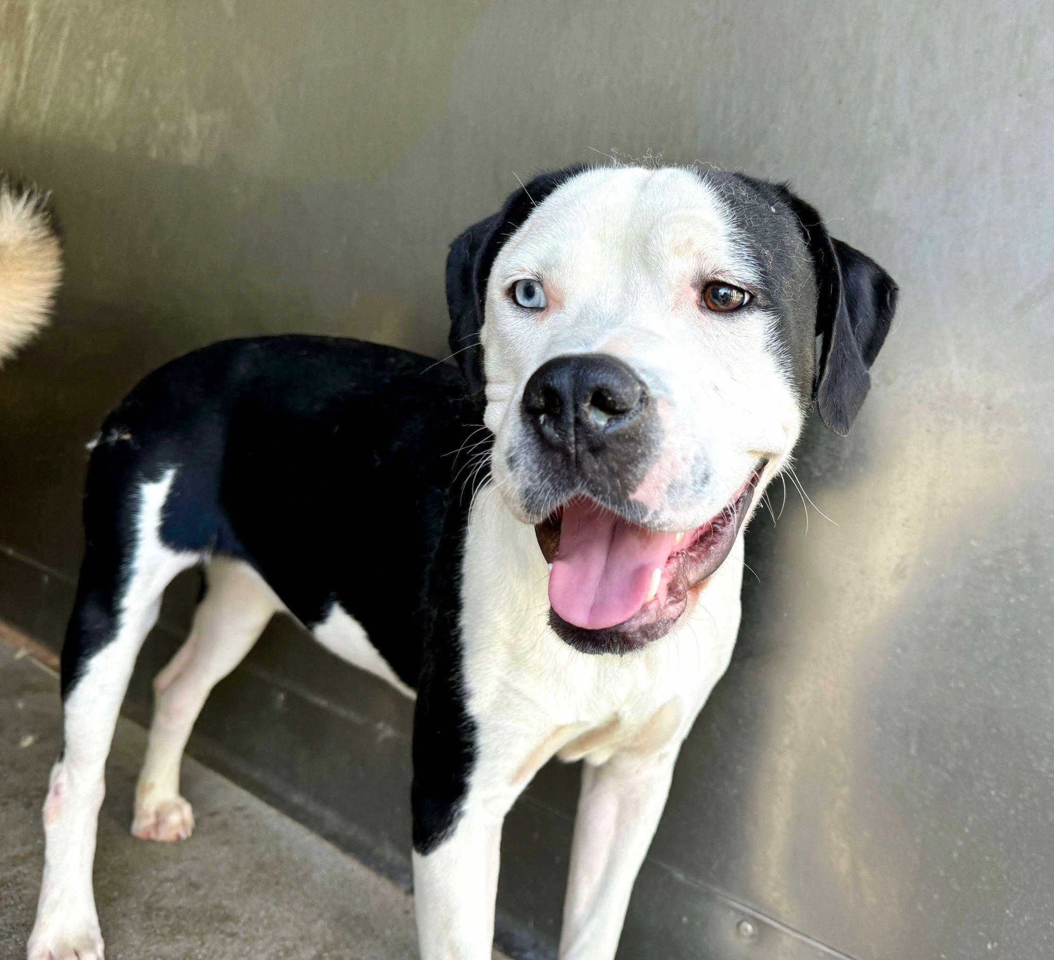 Lucky, Adoptable, Young Male Pit Bull Terrier.