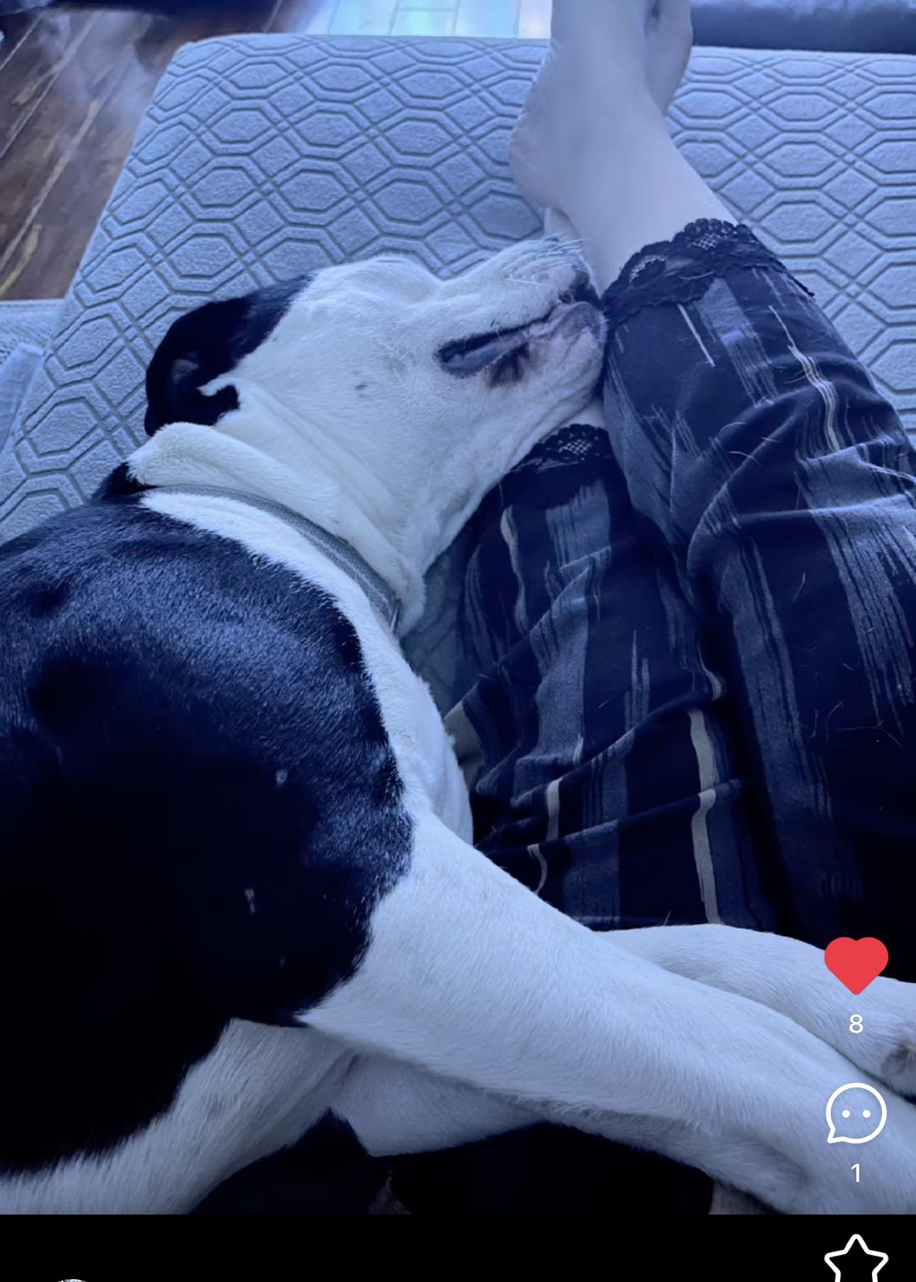 Lucky, a Adoptable Pit Bull Terrier in Rancho Cucamonga, CA image 5/5