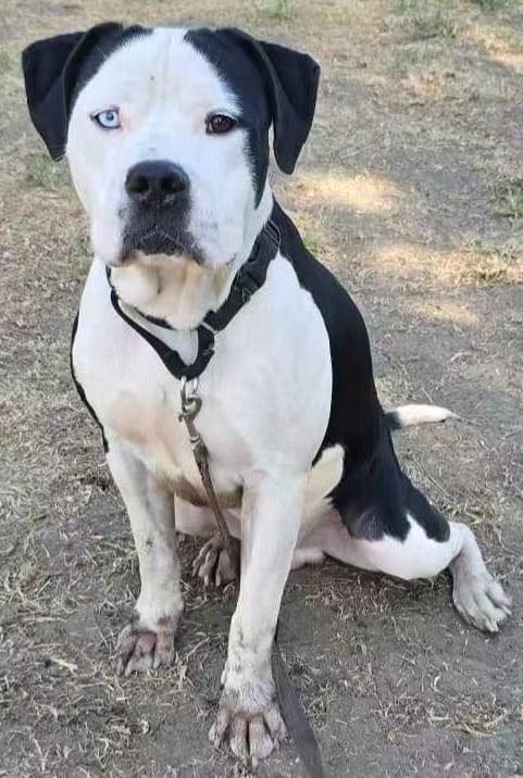 Lucky, a Adoptable Pit Bull Terrier in Rancho Cucamonga, CA image 4/5