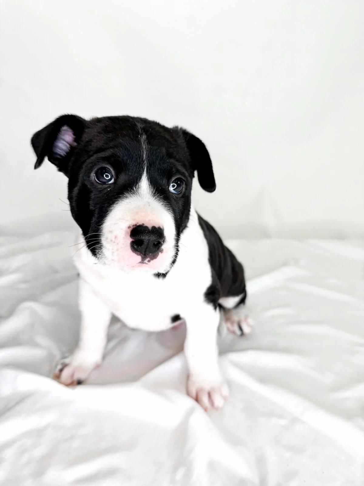 Toast, a ADOPTABLE mixed breed in Bixby, OK image 5/6