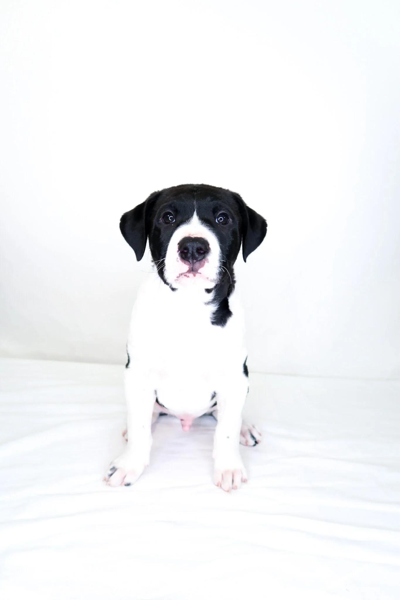 Enlarge Toast, an adopted mixed breed in Bixby, OK image 2/4