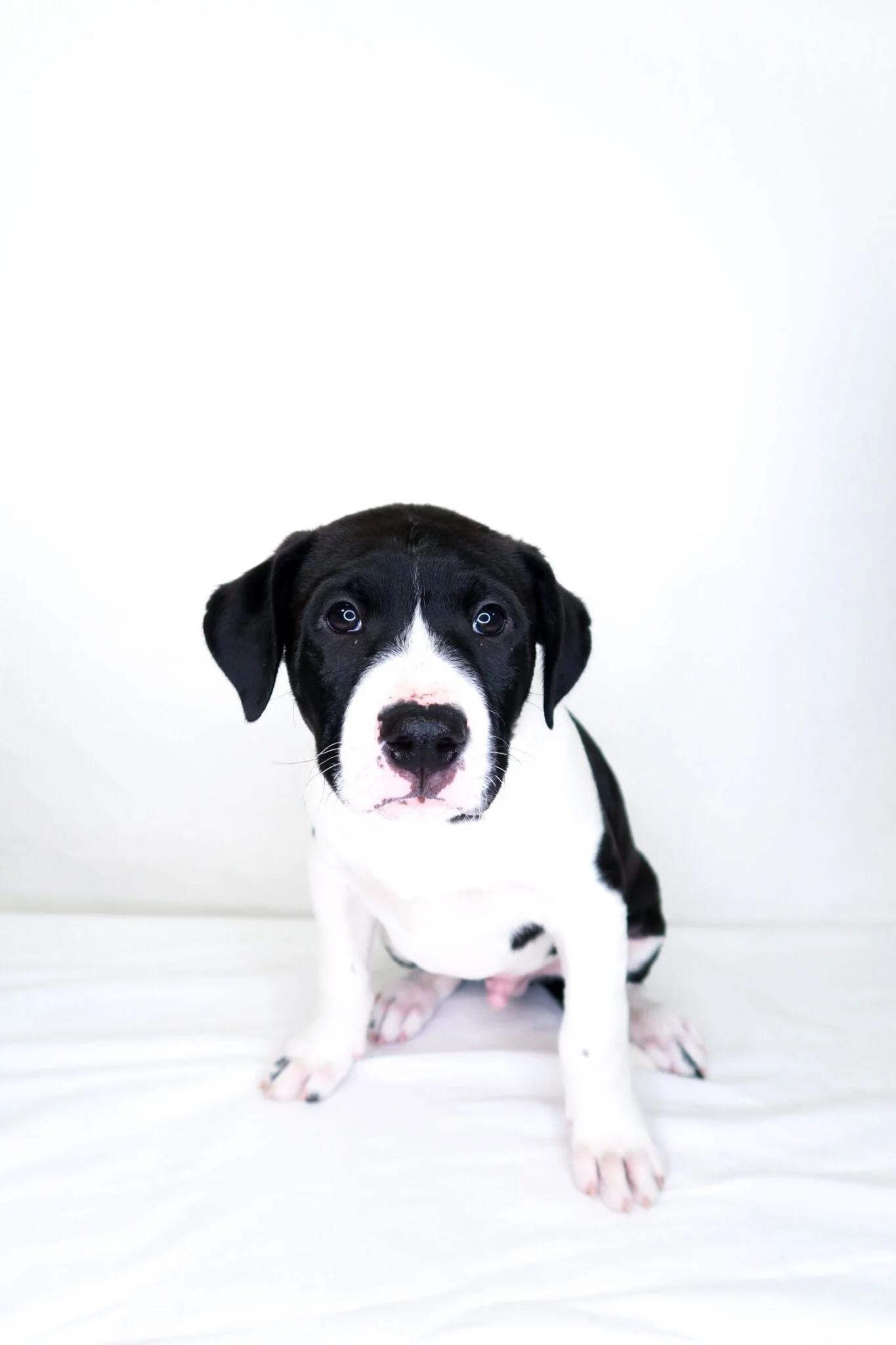 Enlarge Toast, an adopted mixed breed in Bixby, OK image 3/4