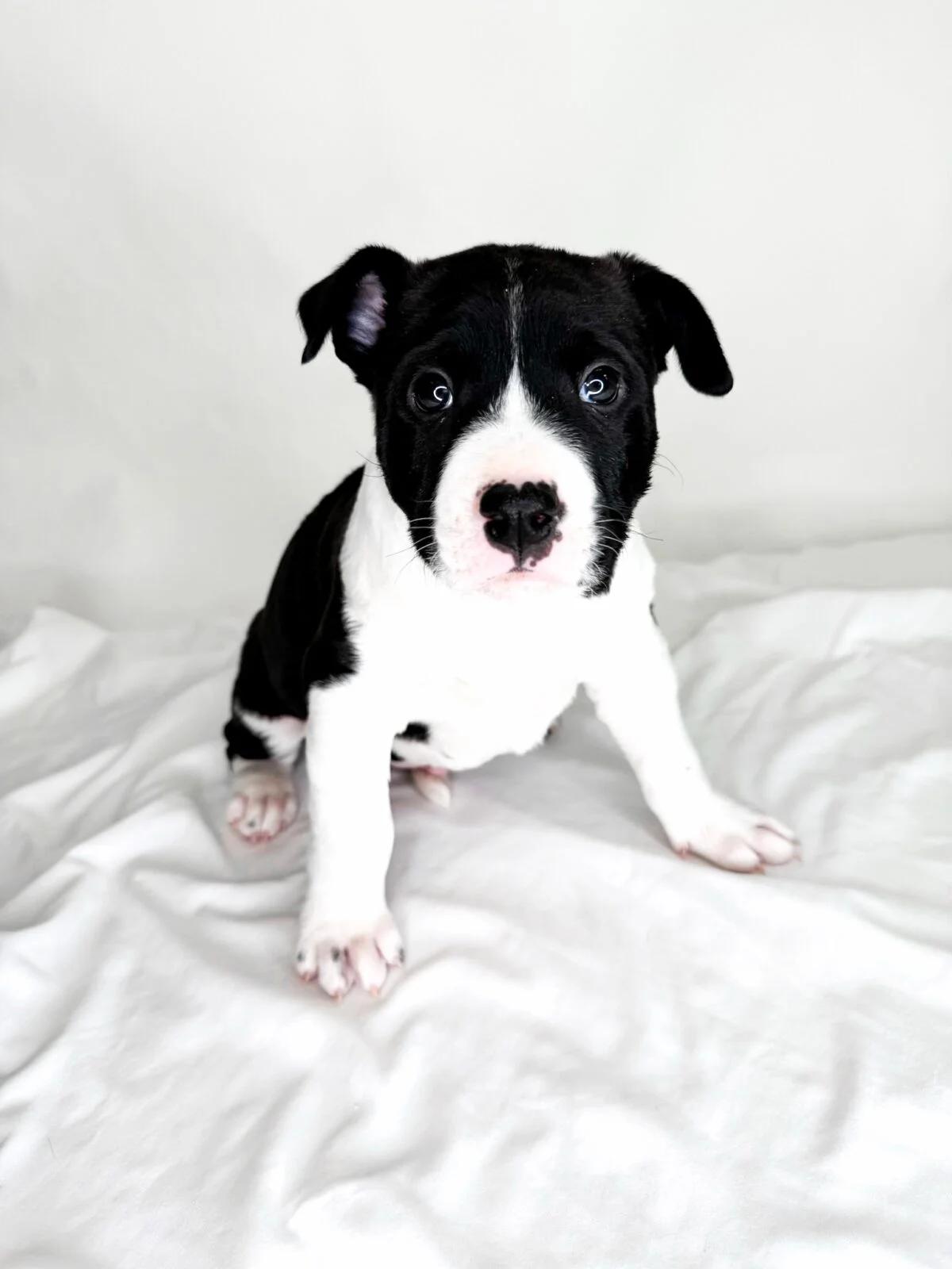 Toast, a ADOPTABLE mixed breed in Bixby, OK image 1/6